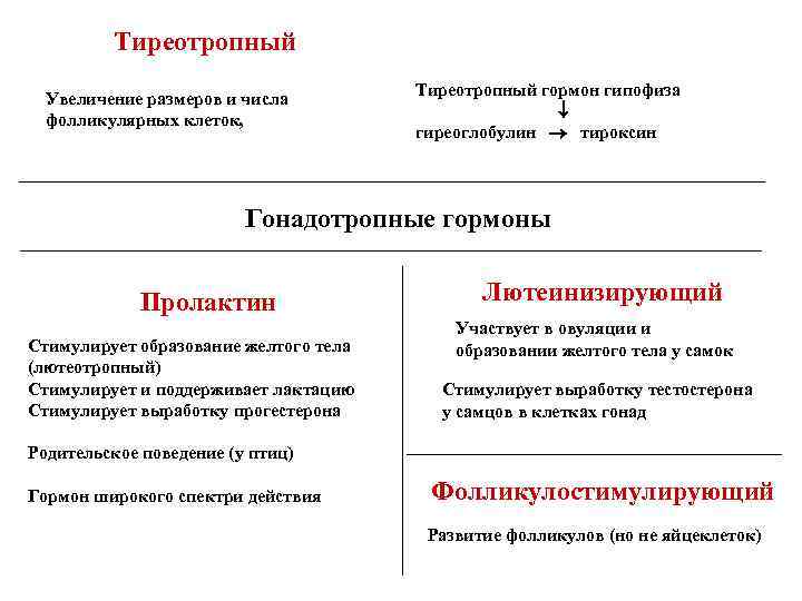 Тиреотропный Увеличение размеров и числа фолликулярных клеток, Тиреотропный гормон гипофиза гиреоглобулин тироксин Гонадотропные гормоны