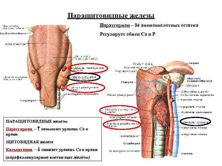 Паращитовидные железы Паратгормон – 84 аминокислотных остатка Регулирует обмен Са и Р ПАРАЩИТОВИДНЫЕ железы