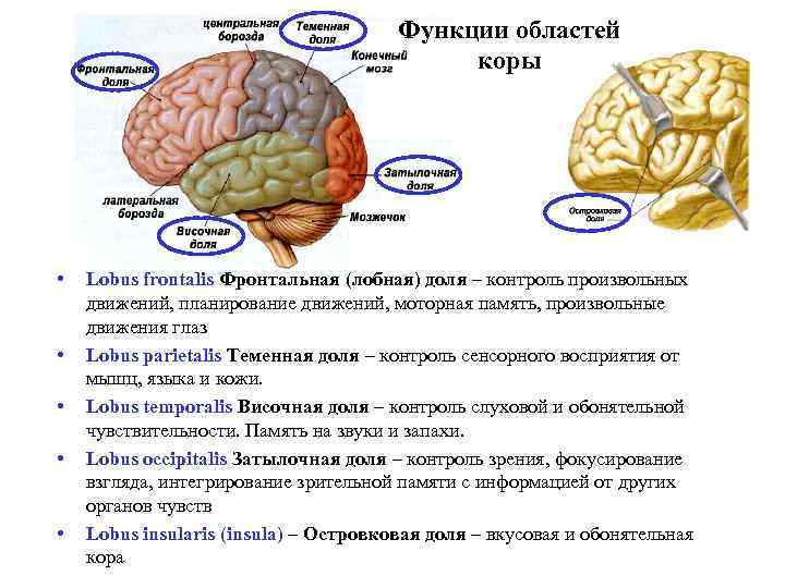 Признаки характеризующие кору головного мозга. Доли головного мозга островок.