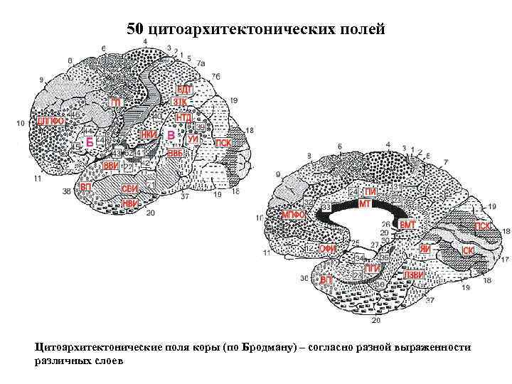 Карта цитоархитектонических полей