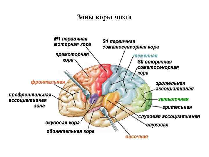Раздражение коры головного мозга. Сенсорная зона коры головного мозга функции. Зоны коры больших полушарий головного мозга. Передние зоны лобной коры.