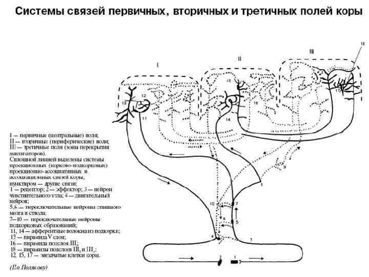 Первичные, вторичные и третичные поля коры 