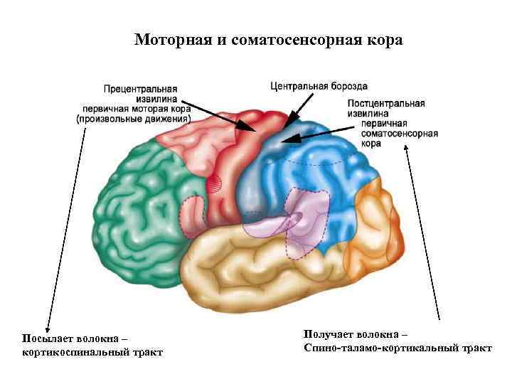 Двигательная зона коры мозга