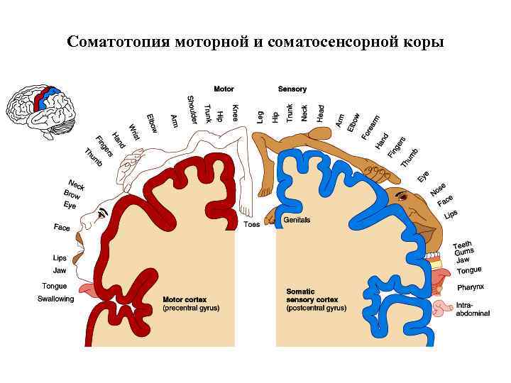 Цефализация