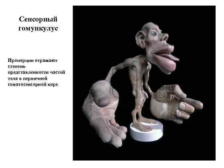 Сенсорный гомункулус Пропорции отражают степень представленности частей тела в первичной соматосенсорной коре 