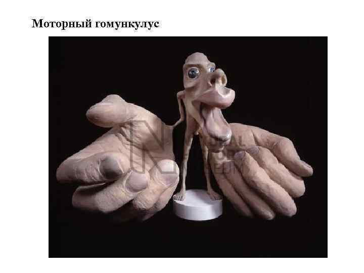 Моторный гомункулус 