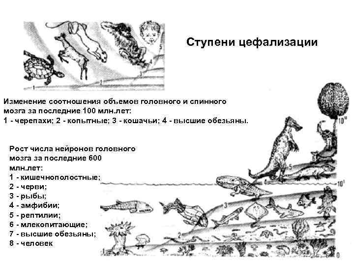 Ступени цефализации Изменение соотношения объемов головного и спинного мозга за последние 100 млн. лет: