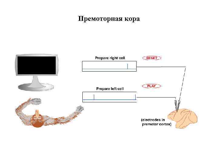 Премоторная кора 