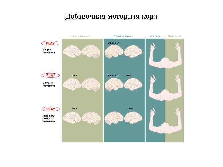 Добавочная моторная кора 