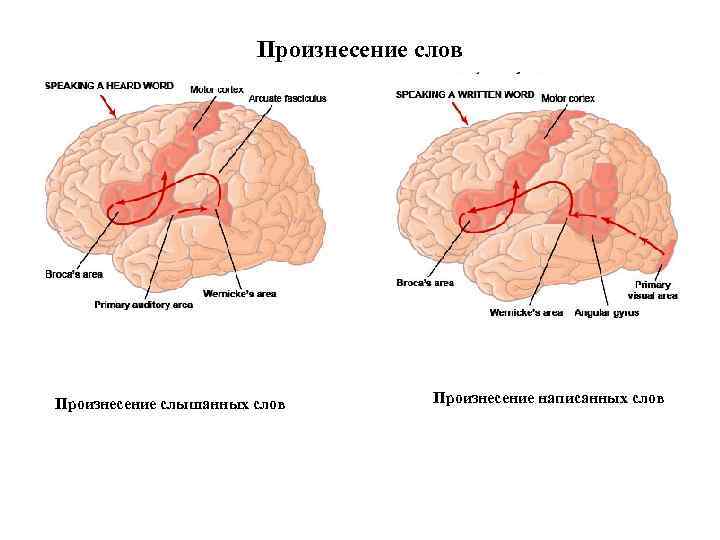 Произнесение слов Произнесение слышанных слов Произнесение написанных слов 