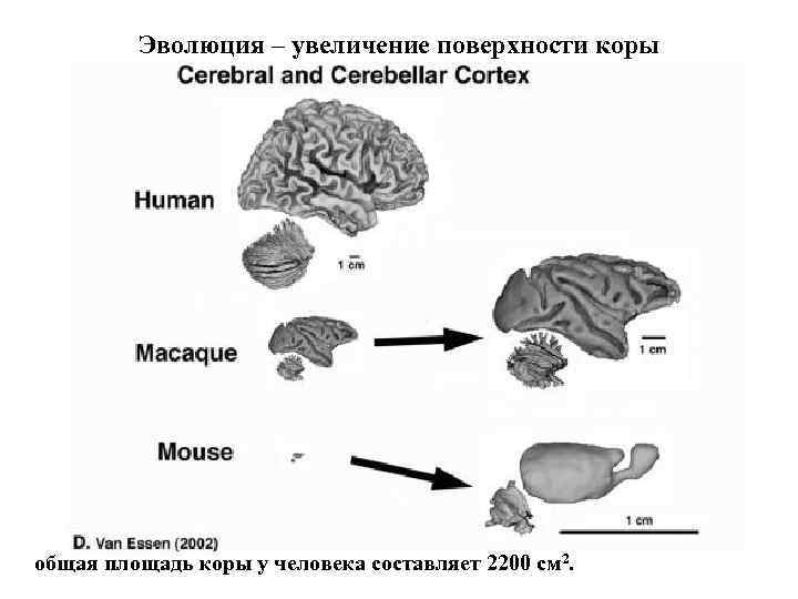 Цефализация. Площадь коры человека составляет. Площадь поверхности коры. Площадь коры сравнительно велика и составляет у взрослого человека. Наибольший рост поверхности.