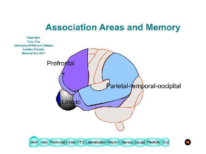  Ассоциативные зоны 