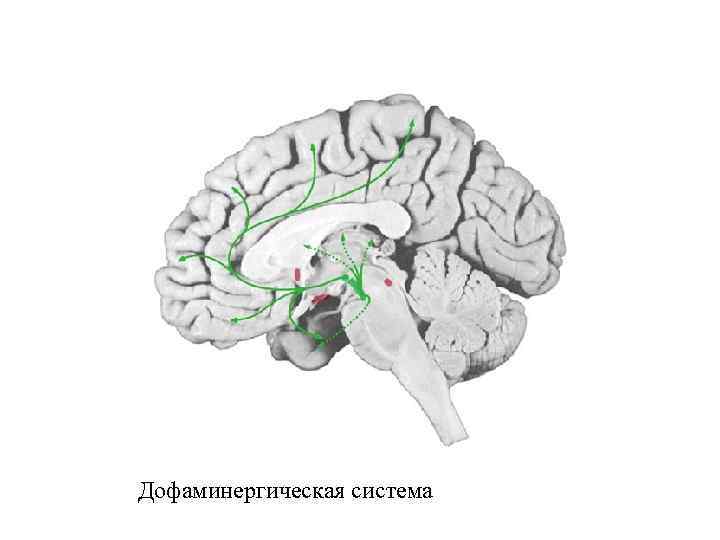a Дофаминергическая система 