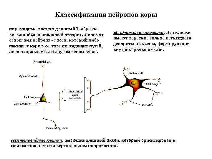 Короткие аксоны сильно ветвятся. Пирамидные Нейроны классификация. Пирамидные Нейроны гиппокампа. Пирамидные Нейроны коры. Пирамидные клетки апикальный дендрит.