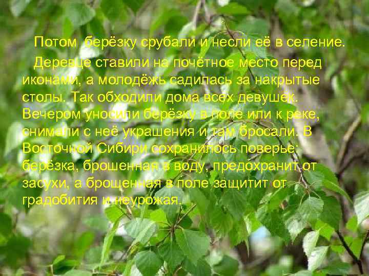  Потом берёзку срубали и несли её в селение. Деревце ставили на почётное место