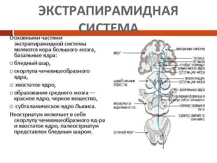 ЭКСТРАПИРАМИДНАЯ СИСТЕМА Основными частями экстрапирамидной системы являются кора большого мозга, базальные ядра: бледный шар,