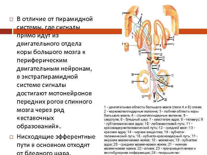 Проводящие пути экстрапирамидной системы. Пирамидная и экстрапирамидная системы неврология. Двигательные пути пирамидной системы.