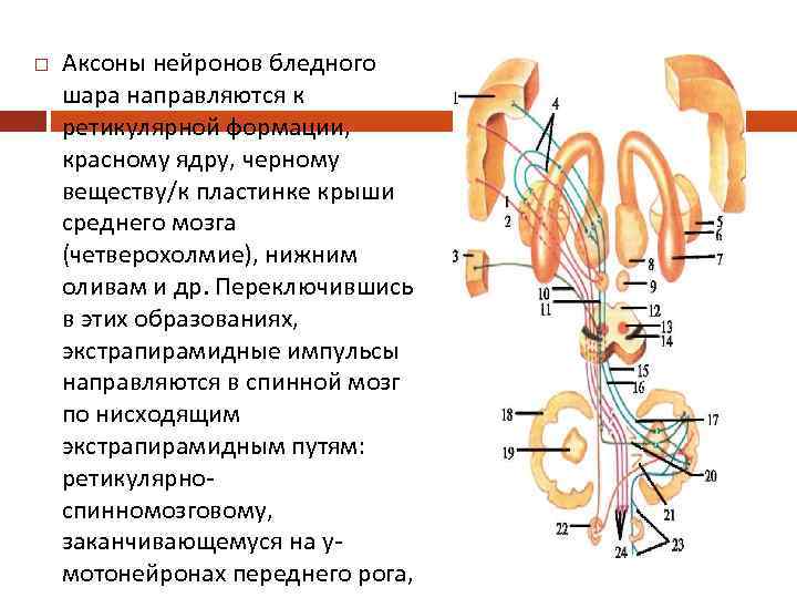 Проводящие пути экстрапирамидной системы