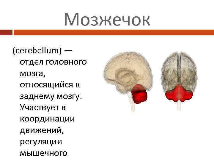 Мозжечок (cerebellum) — отдел головного мозга, относящийся к заднему мозгу. Участвует в координации движений,