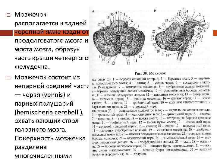  Мозжечок располагается в задней черепной ямке кзади от продолговатого мозга и моста мозга,