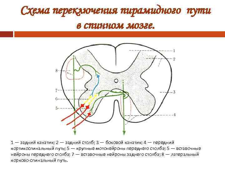 Схема переключения пирамидного пути в спинном мозге. 1 — задний канатик; 2 — задний
