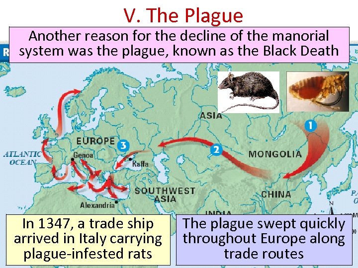 V. The Plague Another reason for the decline of the manorial system was the