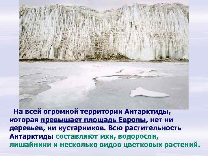На всей огромной территории Антарктиды, которая превышает площадь Европы, нет ни Европы деревьев, ни