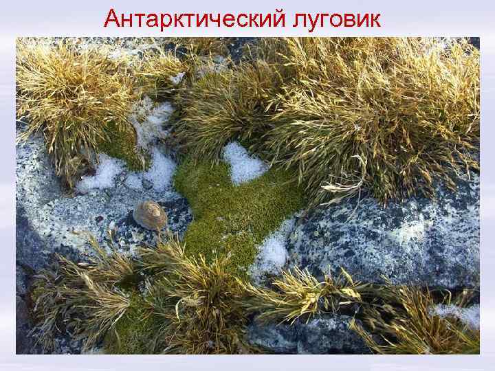 Антарктический луговик 