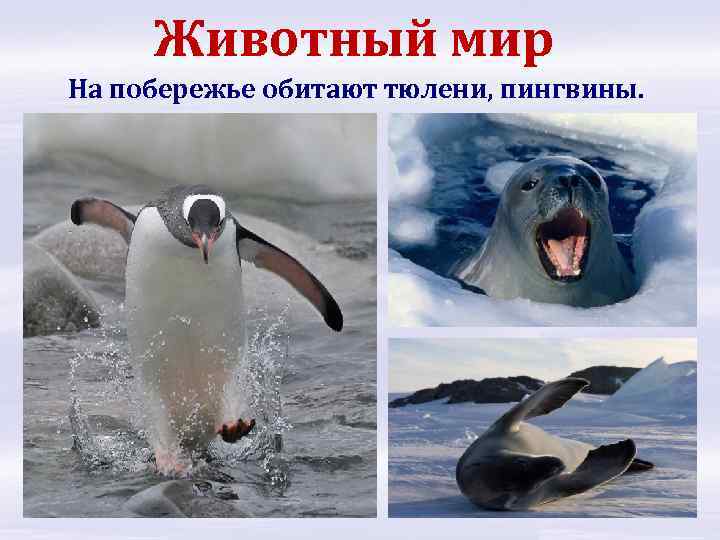 Животный мир На побережье обитают тюлени, пингвины. 