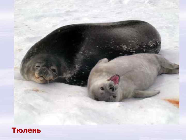Тюлень 