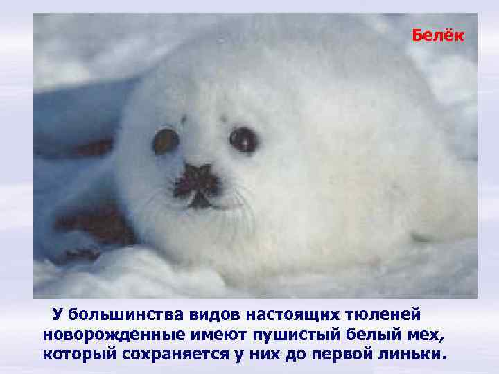 Белёк У большинства видов настоящих тюленей новорожденные имеют пушистый белый мех, который сохраняется у