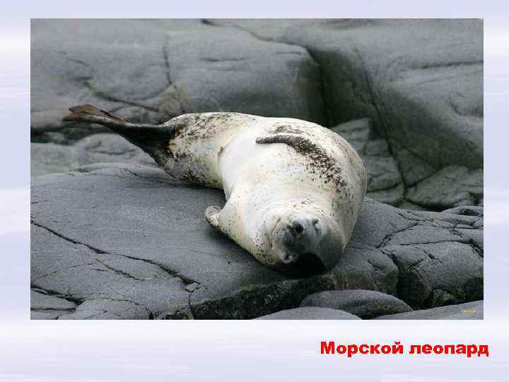Морской леопард 