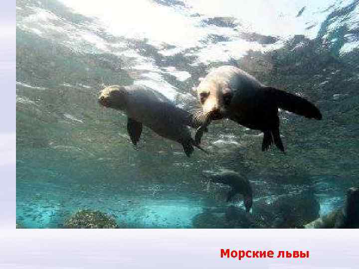 Морские львы 
