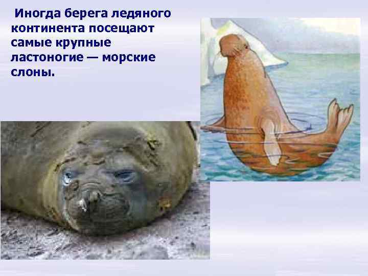 Иногда берега ледяного континента посещают самые крупные ластоногие — морские слоны. 