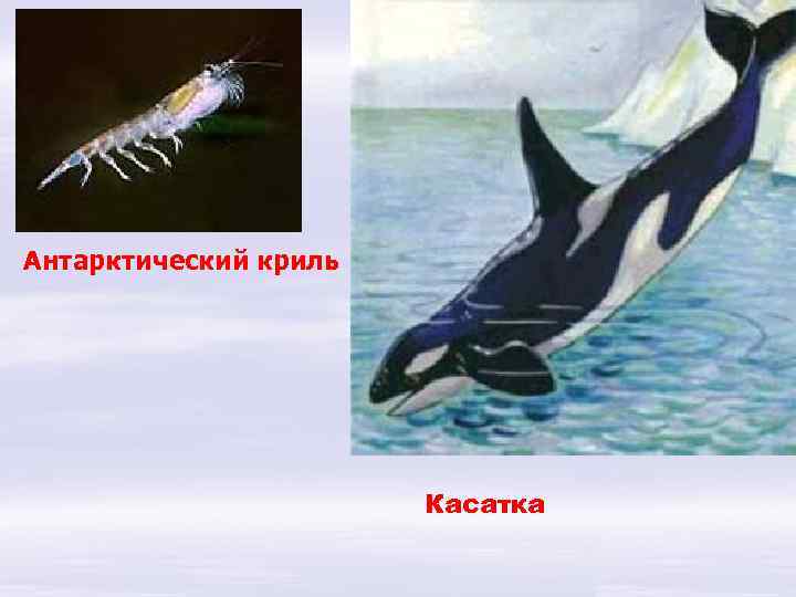 Антарктический криль Касатка 