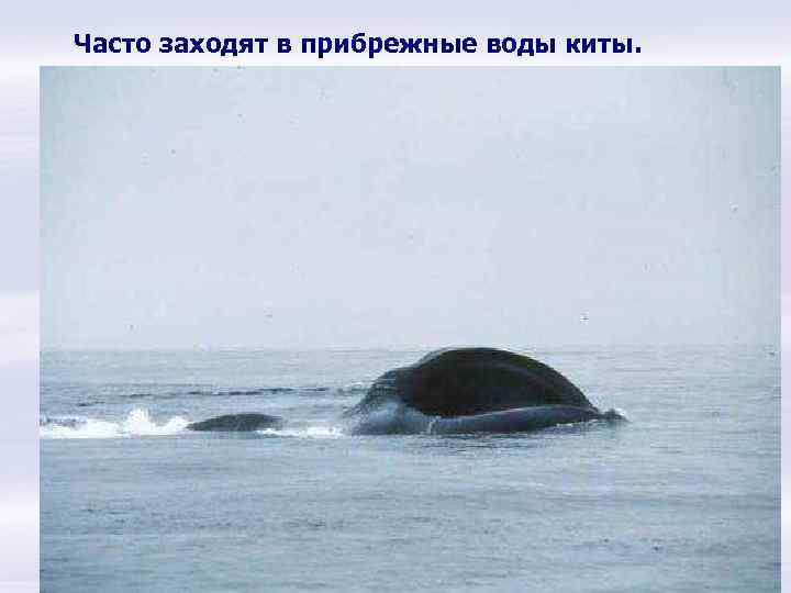 Часто заходят в прибрежные воды киты. 