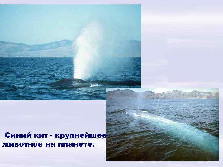 Синий кит - крупнейшее животное на планете. 