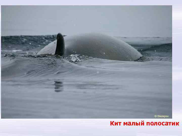 Кит малый полосатик 