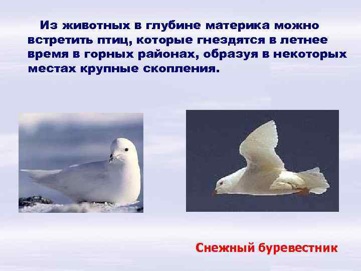 Из животных в глубине материка можно встретить птиц, которые гнездятся в летнее время в