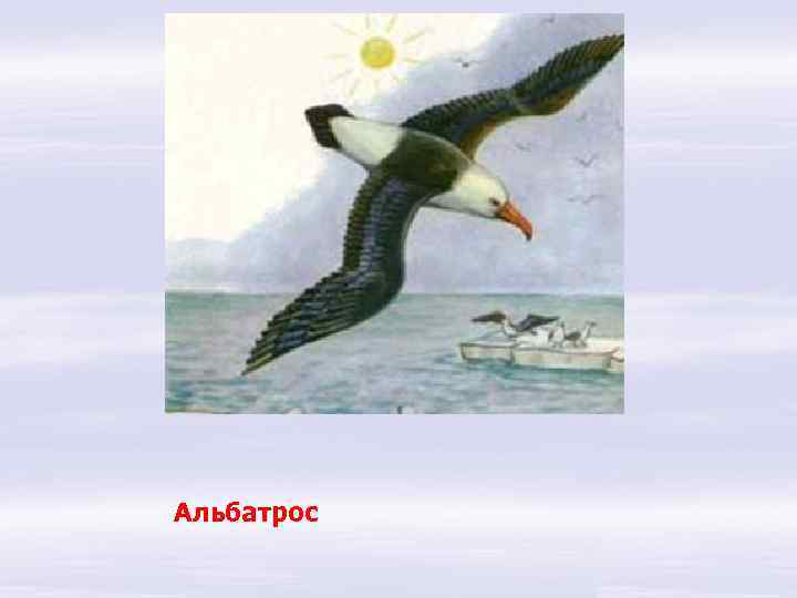 Альбатрос 