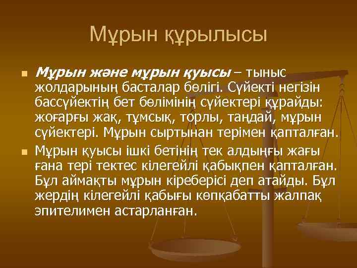 Мұрын құрылысы n n Мұрын және мұрын қуысы – тыныс жолдарының басталар бөлігі. Сүйекті