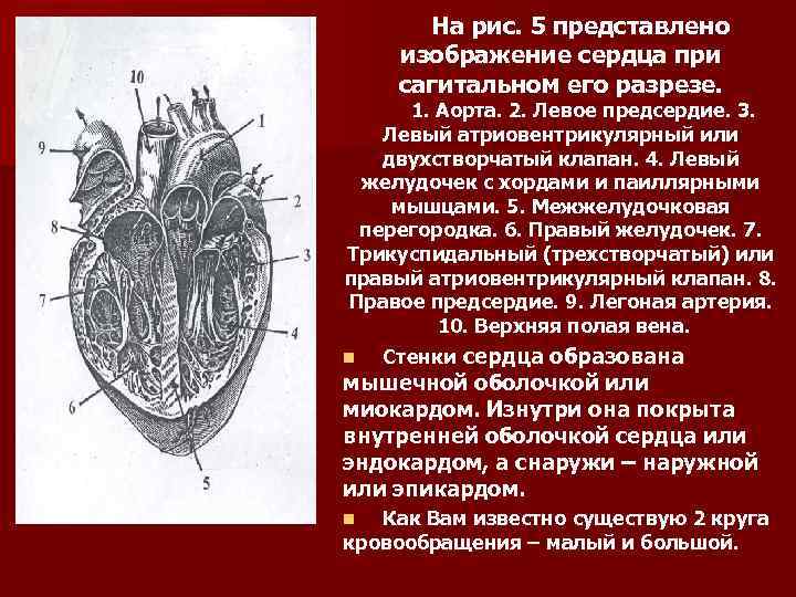 На рис. 5 представлено изображение сердца при сагитальном его разрезе. 1. Аорта. 2. Левое