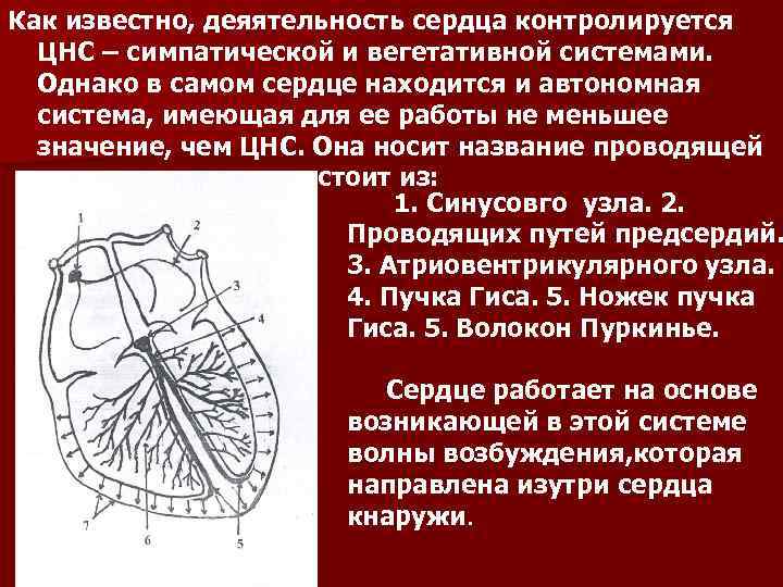 Как известно, деяятельность сердца контролируется ЦНС – симпатической и вегетативной системами. Однако в самом