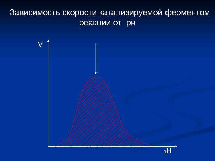 Зависимость скорости катализируемой ферментом реакции от рн V р н 