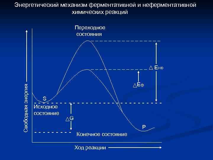 Энергетический механизм ферментативной и неферментативной химических реакций Переходное состояния ________ Свободная энергия _______ ЕНФ