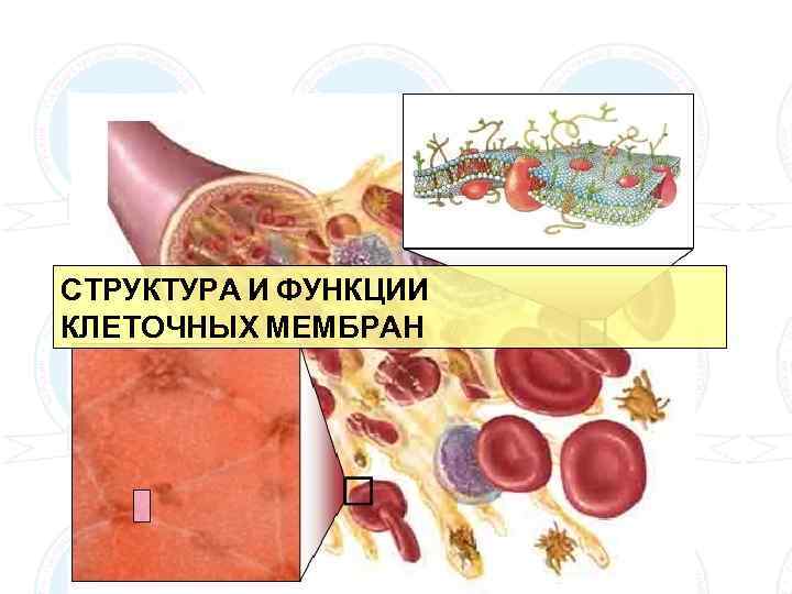 Конопля Александр Иванович ВЗАИМОСВЯЗЬ СТРУКТУРЫ СТРУКТУРА И ФУНКЦИИ ЭРИТРОЦИТОВ КЛЕТОЧНЫХ МЕМБРАН С ИММУННЫМ ГОМЕОСТАЗОМ
