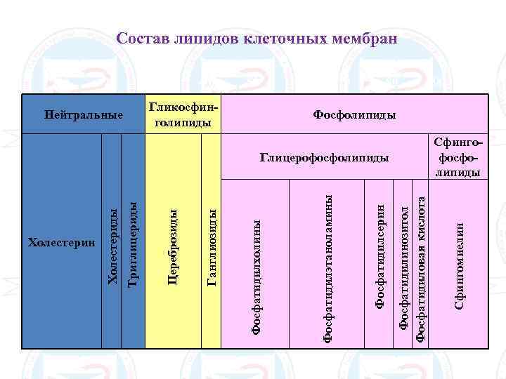 Состав липидов клеточных мембран 20 30 40 50 60 Гликосфинголипиды Нейтральные 70 80 Сфингофосфолипиды