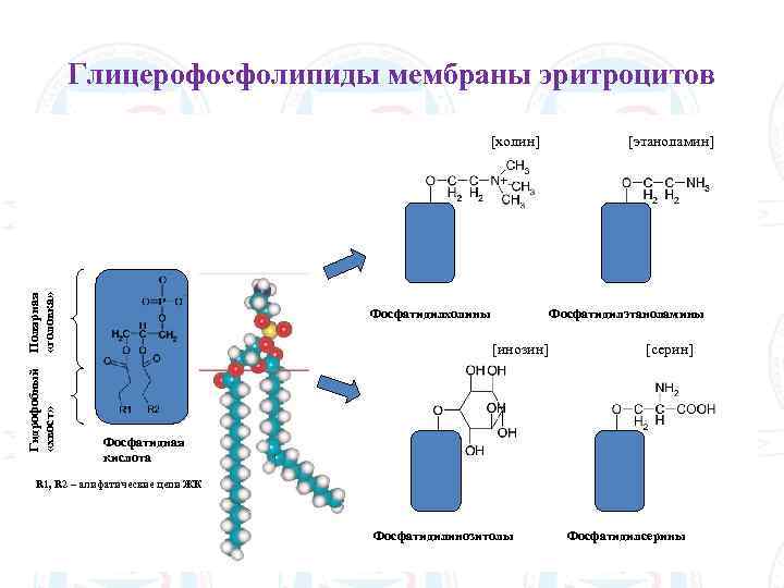 Глицерофосфолипиды мембраны эритроцитов Гидрофобный «хвост» Полярная «головка» [холин] Фосфатидилхолины [этаноламин] Фосфатидилэтаноламины [инозин] [серин] Фосфатидная