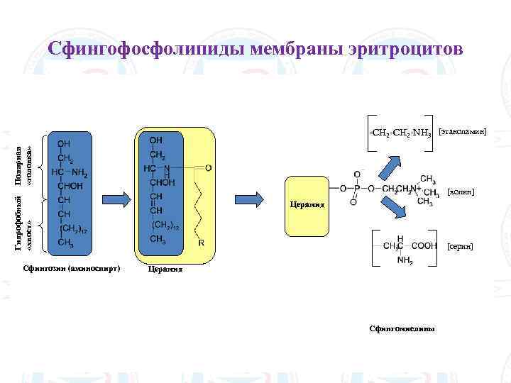 Сфингофосфолипиды мембраны эритроцитов Полярная «головка» -CH 2 -NH 3 [этаноламин] Гидрофобный «хвост» [холин] Сфингозин