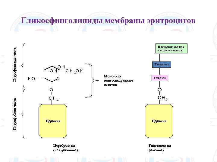 Гидрофильная часть Гликосфинголипиды мембраны эритроцитов Нейраминовая или сиаловая кислоты OH OH Галактоза C H